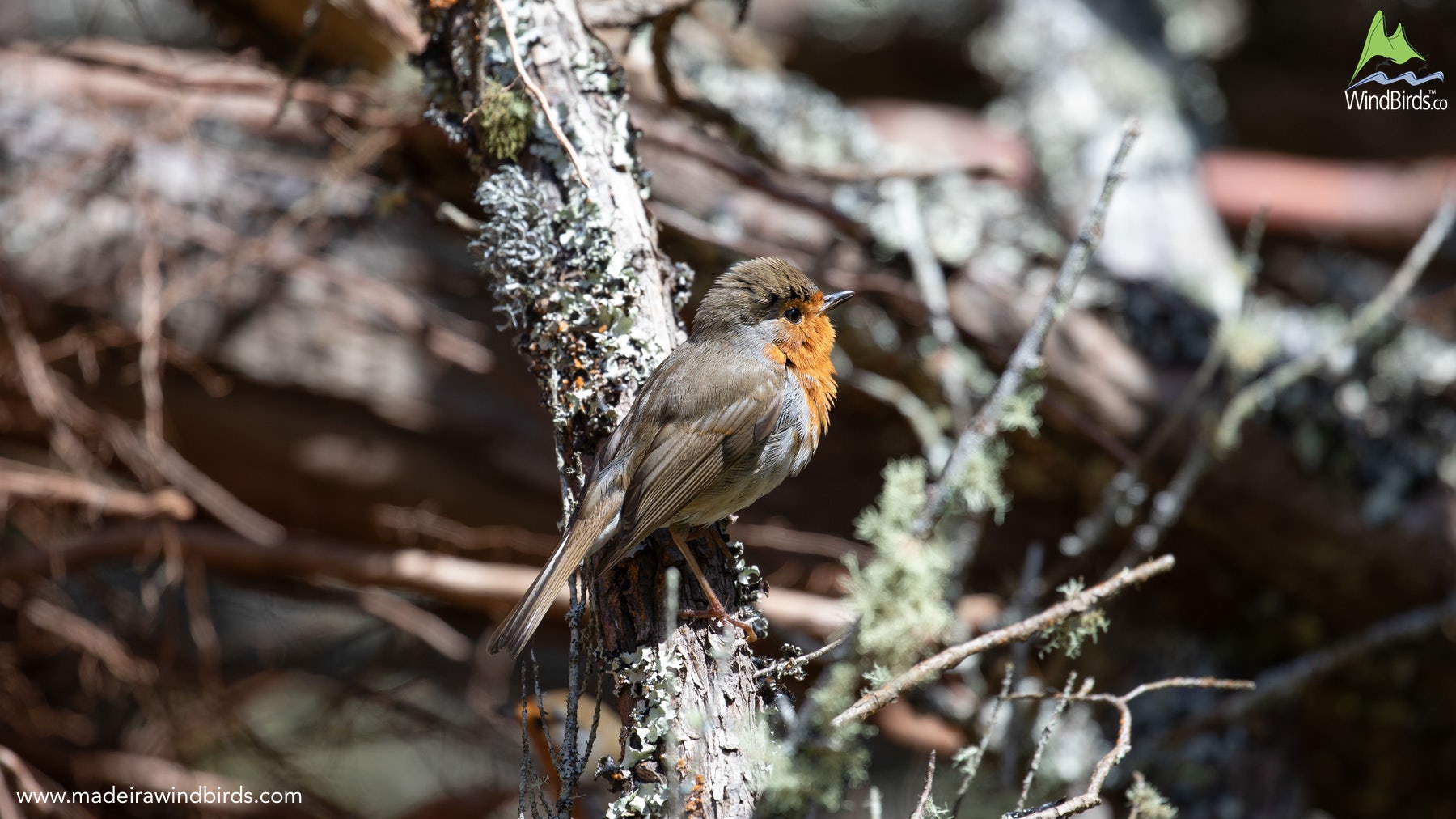 Madeira Birdwatching European Robin Erithacus Rubecula Rubecula