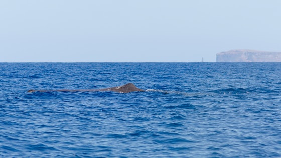 Madeira Whale Watching Sperm Whale Physeter Macrocephalus