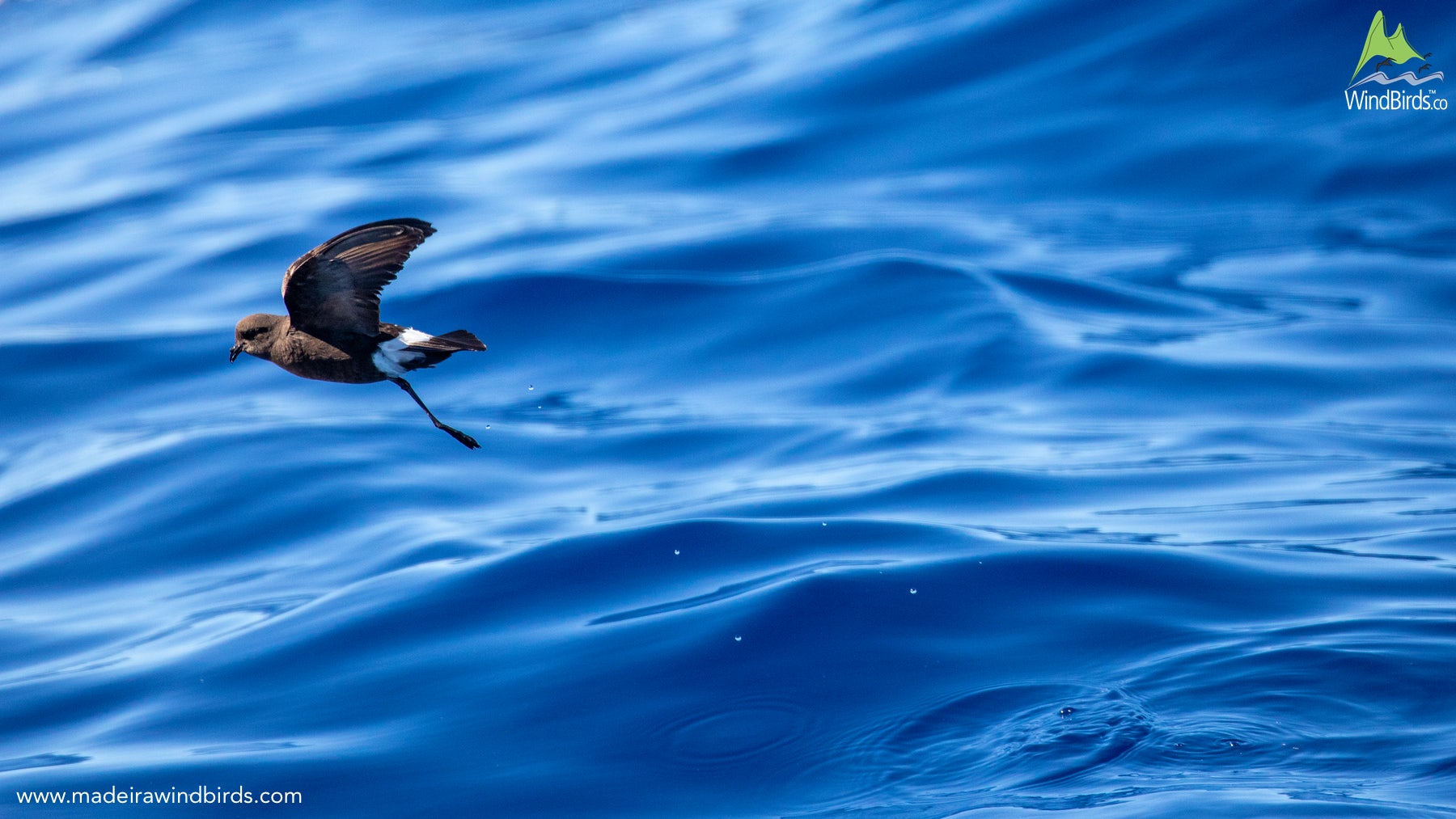 Madeira Pelagic Wilson Storm Petrel Oceanites Oceanicus
