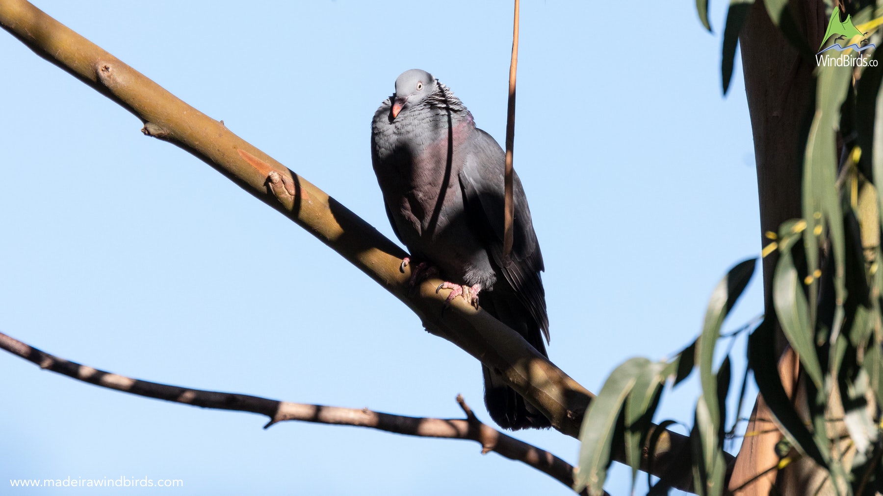 Madeira Birdwatching Trocaz Pigeon Columba Trocaz