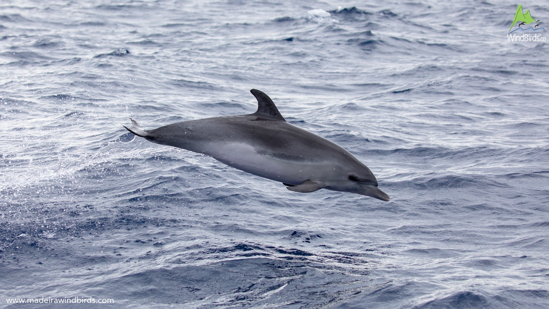 Madeira Whale Watching Common Bottlenose Dolphin Tursiops Truncatus