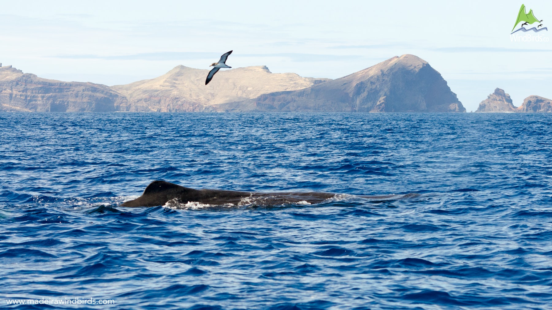 Madeira Pelagic Sperm Whale Physeter Macrocephalus