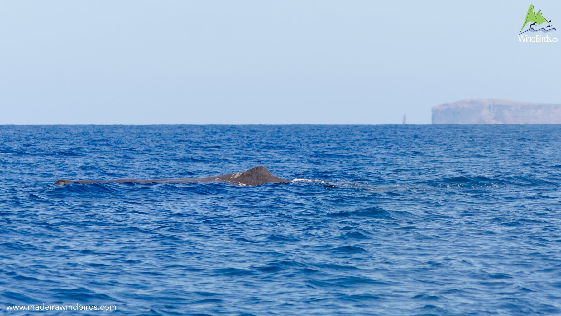 Madeira Whale Watching Sperm Whale Physeter Macrocephalus
